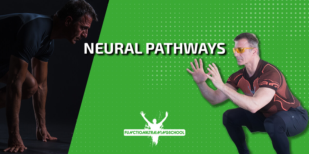 Neural Pathways