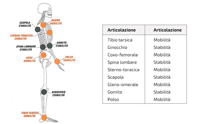 L'Alieno articolare e la joint by joint theory (parte 1) - Functional Training School