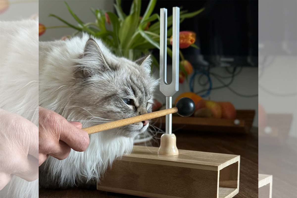 Il ruolo delle vibrazioni nella stimolazione sensoriale